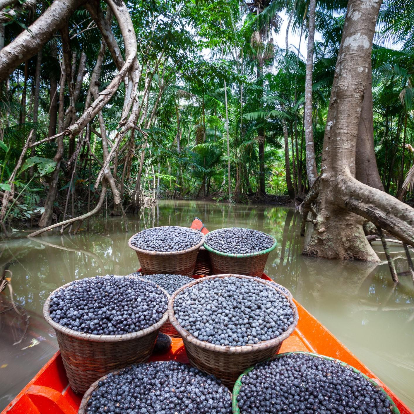 Açaí da amazônia